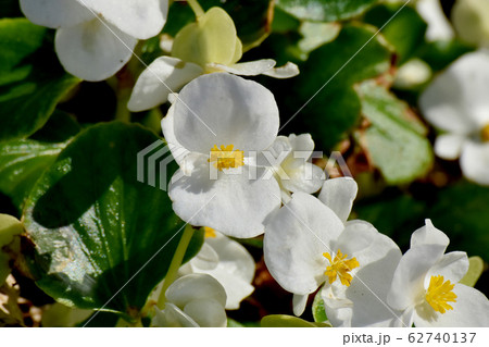 三鷹中原に咲く白いベゴニアの花 62740137