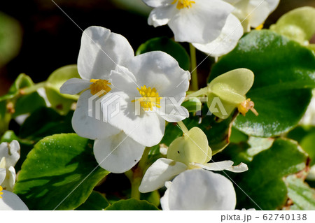 三鷹中原に咲く白いベゴニアの花の写真素材