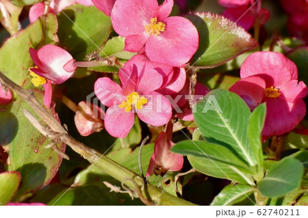 三鷹中原に咲くピンクのベゴニアの花 62740211