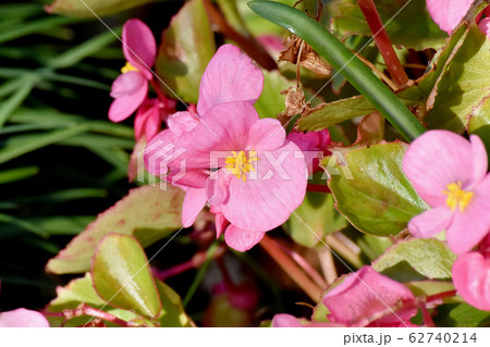 三鷹中原に咲くピンクのベゴニアの花 62740214