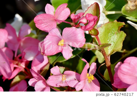 三鷹中原に咲くピンクのベゴニアの花 62740217