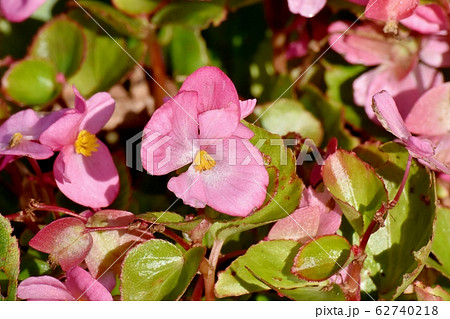 三鷹中原に咲くピンクのベゴニアの花 三鷹中原に咲くピンクのベゴニアの花 62740218