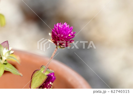 三鷹中原に咲く赤いセンニチコウ (千日紅) の花 62740315