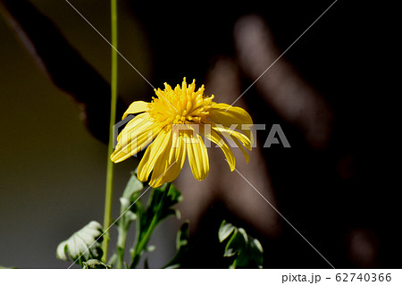三鷹中原に咲く黄色いマーガレットコスモス 三鷹中原に咲く黄色いマーガレットコスモス 62740366