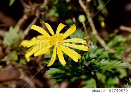 三鷹中原に咲く黄色いマーガレットコスモス 62740370