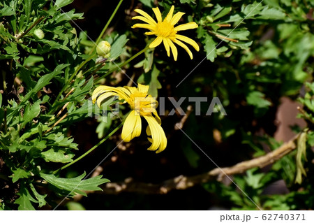 三鷹中原に咲く黄色いマーガレットコスモス 62740371