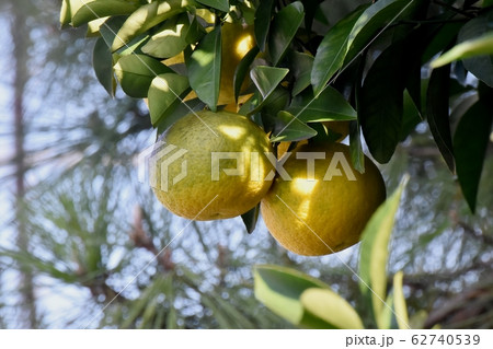 三鷹中原になる未完熟のユズの実 62740539