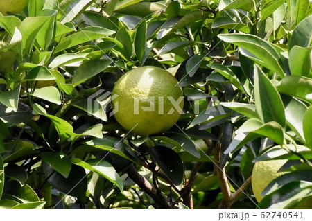 三鷹中原になる未完熟のユズの実 三鷹中原になる未完熟のユズの実 62740541