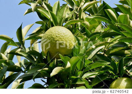 三鷹中原になる未完熟のユズの実 三鷹中原になる未完熟のユズの実 62740542