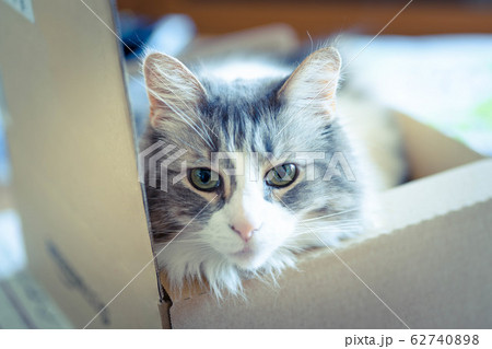 ダンボールの中から見つめる猫【ノルウェージャンフォレストキャット】 62740898