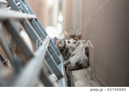 Dirty homeless kitten Dirty homeless kitten 62740990