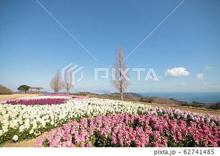 あわじ花さじき　ストック（兵庫県） 62741485