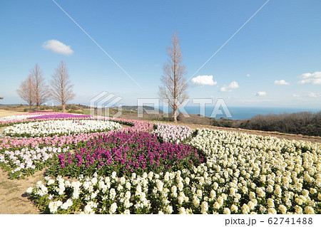 あわじ花さじき　ストック（兵庫県） 62741488