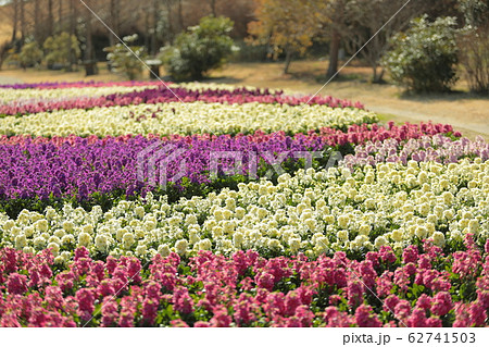 あわじ花さじき ストック(兵庫県) あわじ花さじき ストック(兵庫県) 62741503