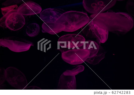 水に浮かぶクラゲ 62742283