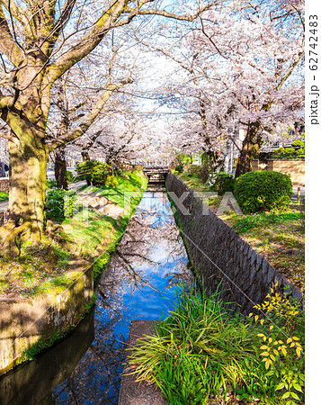 春の京都　哲学の道　縦位置 62742483