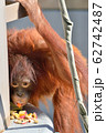 オランウータン食べる 62742487