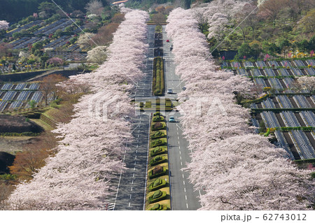 富士霊園　桜並木 62743012