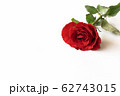 Beautiful red rose isolated on white background. 62743015