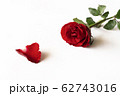 Beautiful red rose isolated on white background. 62743016
