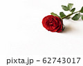 Beautiful red rose isolated on white background. 62743017