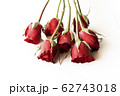 Beautiful red rose isolated on white background. 62743018