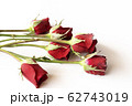 Beautiful red rose isolated on white background. 62743019
