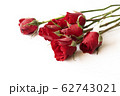 Beautiful red rose isolated on white background. 62743021