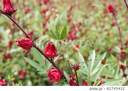 red roselle flowers red roselle flowers 62743432