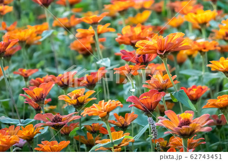 colorful cosmos flowers farm colorful cosmos flowers farm 62743451