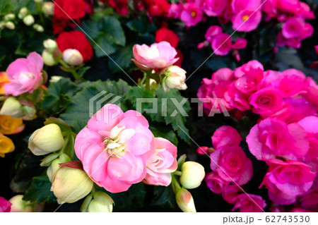 beautiful camellia flowers 62743530
