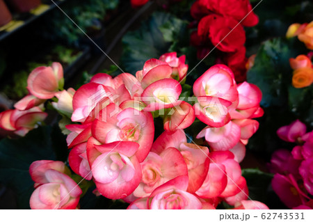 beautiful camellia flowers beautiful camellia flowers 62743531