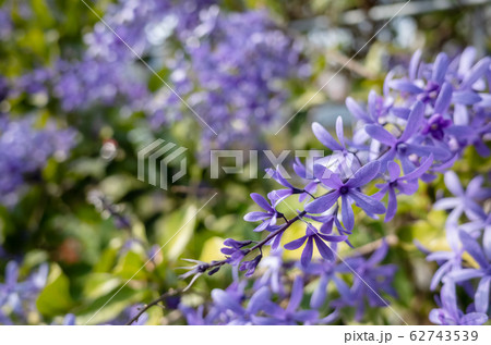 purple sandpaper vine flowers 62743539