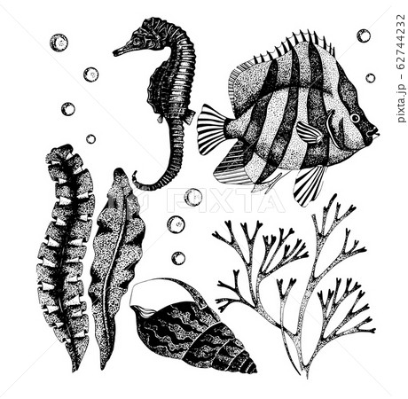 Vector Collection Of Sea Life Creatures のイラスト素材 62744232 Pixta