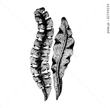 Hand Drawn Vector Illustration Of Seaweed のイラスト素材 62744234 Pixta
