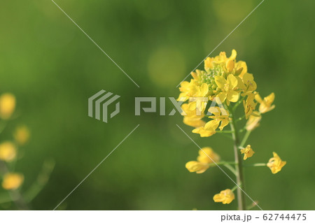 菜の花 62744475
