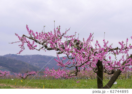 自然 風景 屋外 62744895