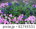 Beautiful flowers of different coloring sitting to 62745531