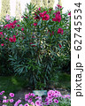 A tall bush with long stems and green leaves of be 62745534