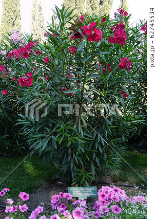 A tall bush with long stems and green leaves of be A tall bush with long stems and green leaves of be 62745534