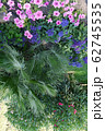 An interesting view from above on flowers growing 62745535