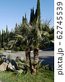 A lush palm tree with a low trunk growing on a gre 62745539