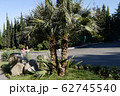 Beautiful low palm trees with long narrow leaves g 62745540