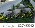 The stones lying in a flower bed with beautiful ye 62745542