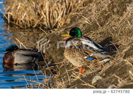 御宝田遊水地のマガモ 御宝田遊水地のマガモ 62745780