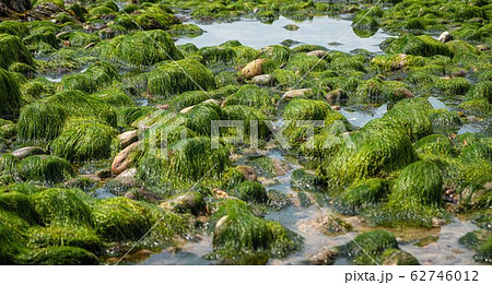 rocks and moss on the seabed at low tide on the rocks and moss on the seabed at low tide on the 62746012