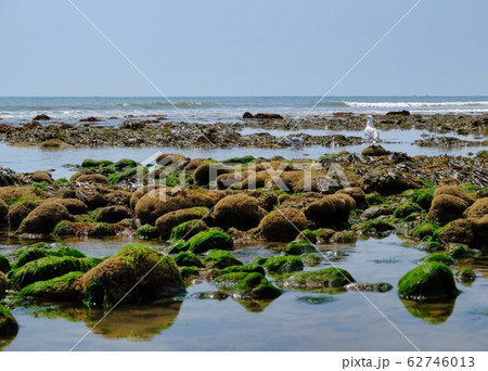 rocks and moss on the seabed at low tide on the 62746013