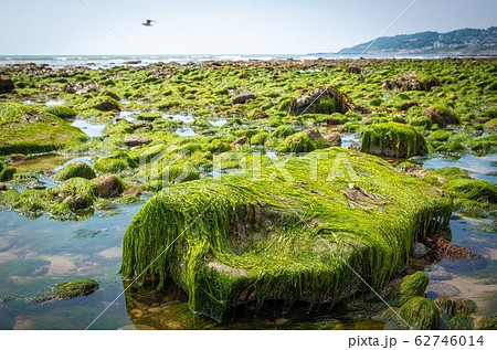 rocks and moss on the seabed at low tide on the 62746014