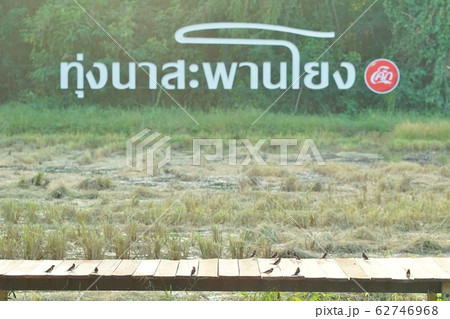タイ王国中部ナコンパトム県内にある田んぼの見えるカフェにある田んぼ タイ王国中部ナコンパトム県内にある田んぼの見えるカフェにある田んぼ 62746968