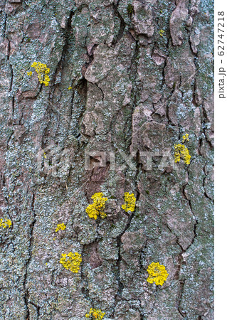 Texture of the bark of a tree, stock photo 62747218